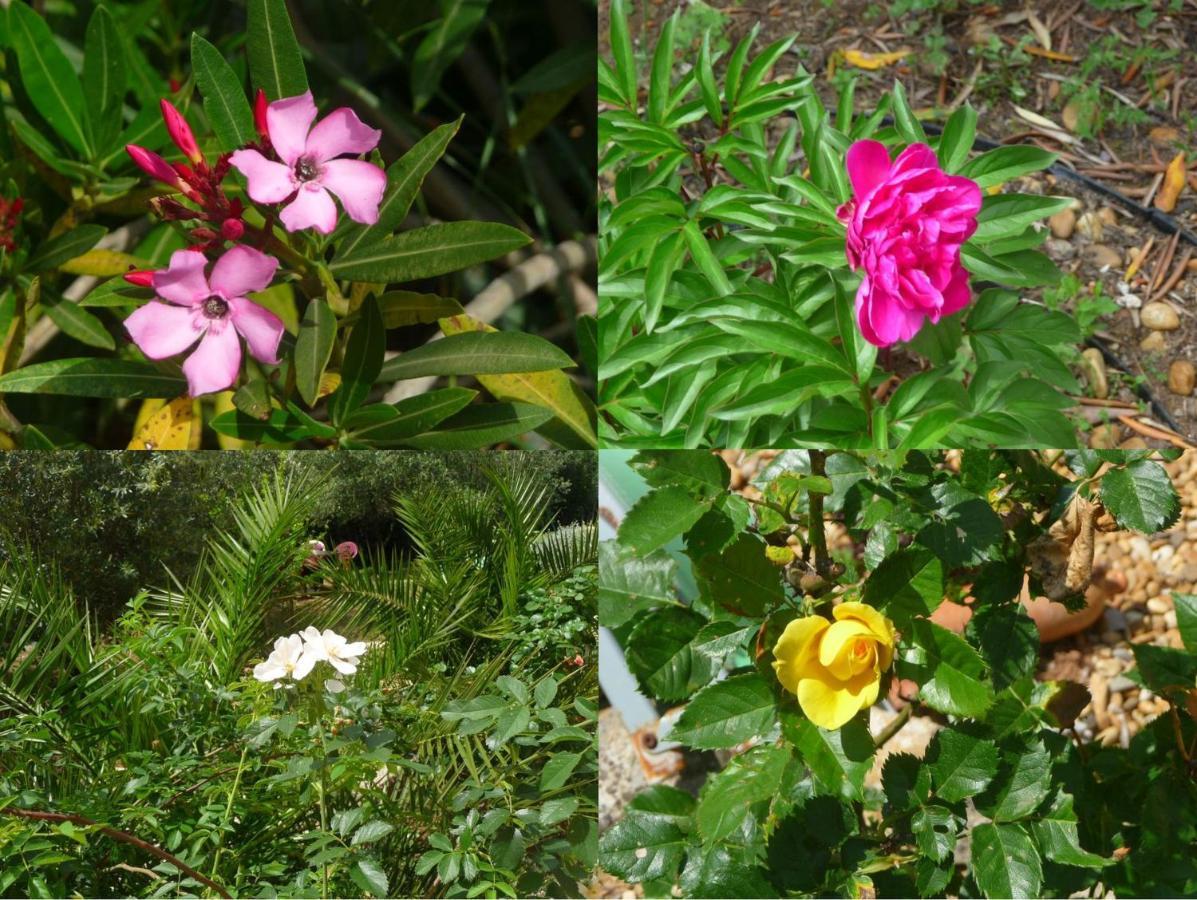 Villa Des Masques Aubais 外观 照片